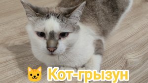 Кот-грызун, только клочки летят
