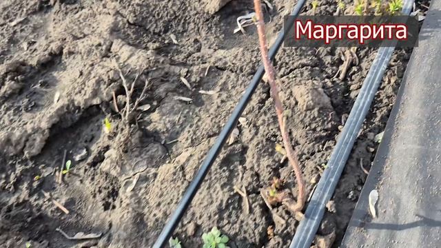 Как перзимовали посаженные в августе саженцы малины. Пригород Воронежа. Часть 1