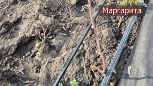 Как перзимовали посаженные в августе саженцы малины. Пригород Воронежа. Часть 1