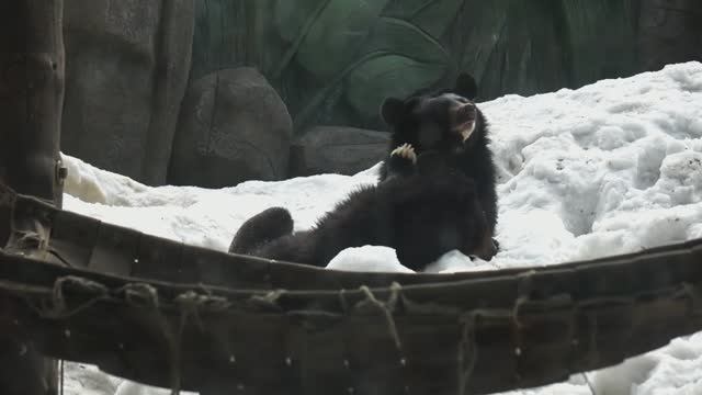 Медвежата Фима и Дуся поменяли снежные берлоги на крышу гамака.