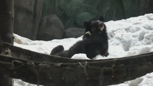 Медвежата Фима и Дуся поменяли снежные берлоги на крышу гамака.