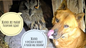 Весна побелела! Я не люблю всех животных, потому что не люблю собак! Где у людей логика?