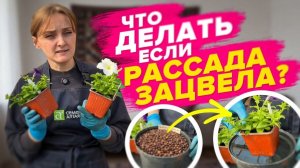 ЧТО ДЕЛАТЬ, ЕСЛИ РАССАДА ЗАЦВЕЛА