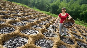 Вылавливаю сомов из искусственного пруда и черепах в ручье. Продаю на рынке местным. Фуонг. Вьетнам