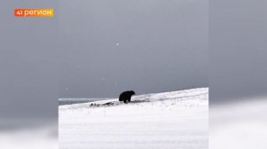 СЕЗОН ВЕСЕННЕЙ ОХОТЫ ОТКРОЮТ НА КАМЧАТКЕ 11 АПРЕЛЯ • НОВОСТИ КАМЧАТКИ