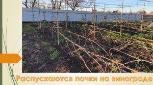 Почки пошли в рост и передают заморозки. На 9.04 виноград не весь открыт, хотя Краснодарский край