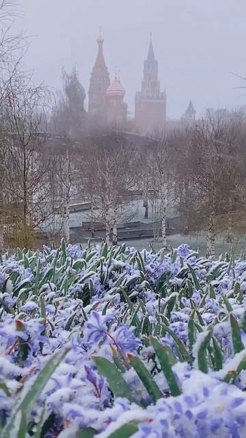 Зарядье. Первоцветы в снегу.