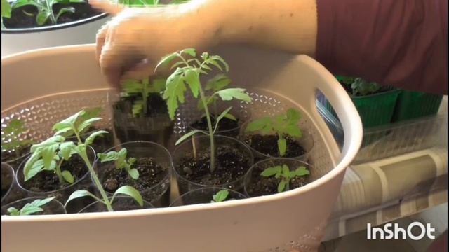 Рассаду помидорчиков успела спасти до холодов с балкона.