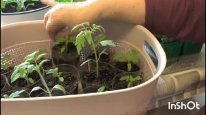 Рассаду помидорчиков успела спасти до холодов с балкона.