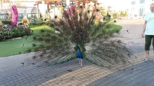 БАНГКОК. ДВОРЕЦ КУРИНОГО КОРОЛЯ. ПАВЛИНЫ