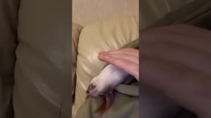 Белка спит в капюшоне#funny #youtubeshorts #happy #youtube #cute