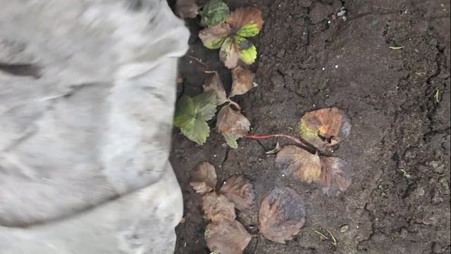 2343. Рассадный 2026 г. Снимаем укрытие со школки клубничной.