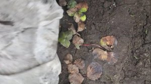 2343. Рассадный 2026 г. Снимаем укрытие со школки клубничной.