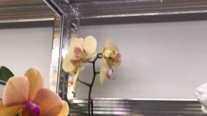 Моя Жизнь в Деревне. Какой у меня Аэрогриль. Поговорим о Цветах и моём утихшем хобби.