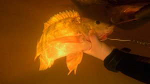 Подводная вылазка за теляпией