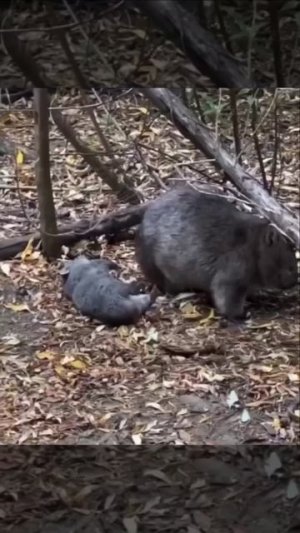 Один день из жизни вомбата