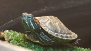 Чепамарт 2026 - моменты с красноухой черепашкой Манго за март