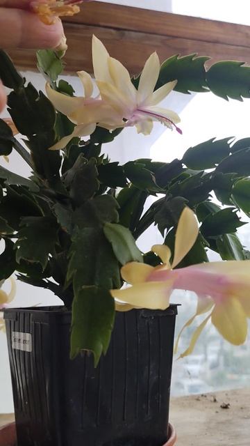 Мои райские птички