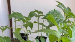 здоровая и красивая рассада на подоконнике без досветки,