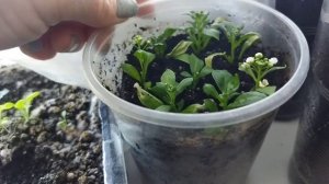 Обзор моей рассады.