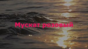 Мускат розовый