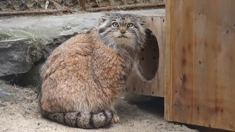 У манулов началась линька и Ласточка, Жора и Брусничка пытаются почистить свою шубку.