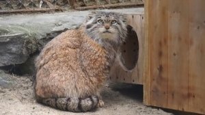 У манулов началась линька и Ласточка, Жора и Брусничка пытаются почистить свою шубку.