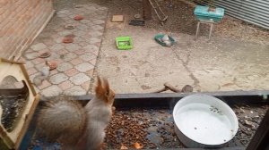 дикие животные