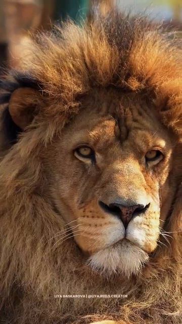 Аслану — 9 лет!  Празднуем День Рождения Царя Зверей!