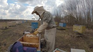 ПАСЕКА 2026 ВЕСЕННЯЯ РЕВИЗИЯ.