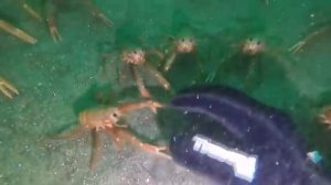 [Professor Squid] - Крабы-шпионы исследуют руку irl