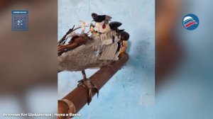 Угол зрения решает: птичьи иллюзии Дейнингера покоряют интернет