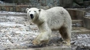 Бурая медведица Валя, серые медвежата Белка и Стрелка и их папа Кай.