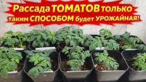 Мало кто знает что РАССАДА ТОМАТОВ только ТАКИМ СПОСОБОМ УРОЖАЙНАЯ!