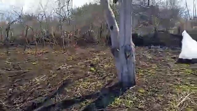 сад-огород в начале апреля 2026