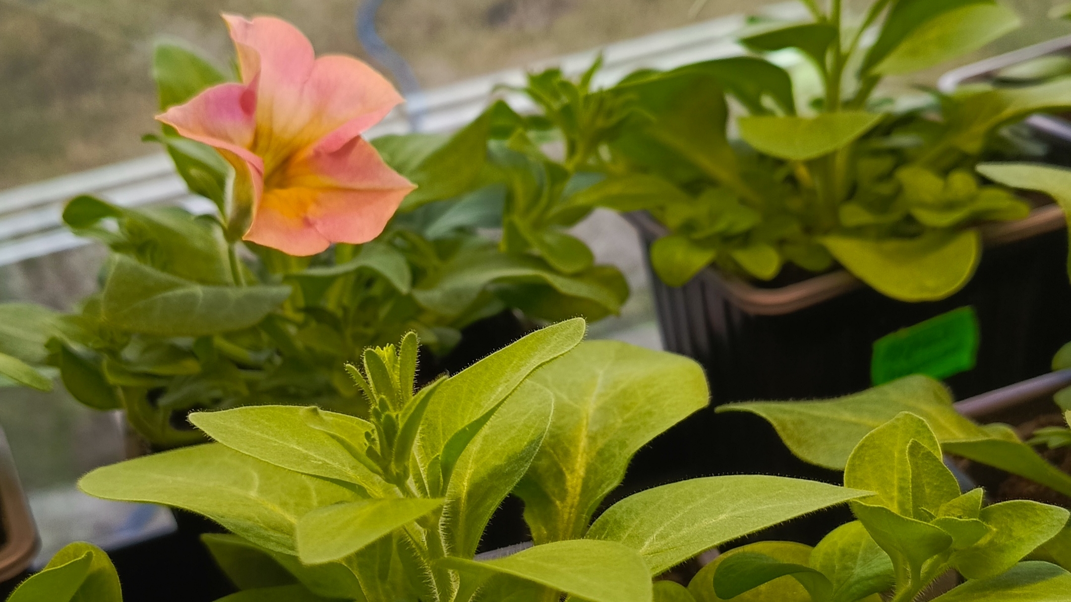 Небольшая нарезка за пару дней🏡🐣🦆🪿🐓🐈⬛. Похолодало🌧️