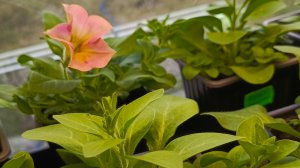 Небольшая нарезка за пару дней🏡🐣🦆🪿🐓🐈⬛. Похолодало🌧️