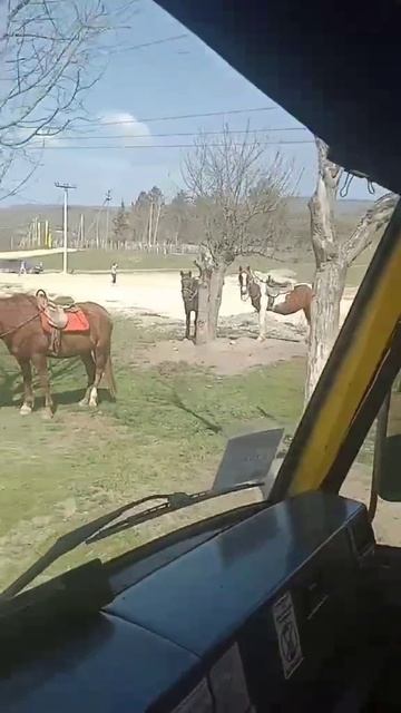 VID_20260408_223536_390 КОНИ