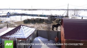 Дачники жалуются на табун лошадей по соседству. Нижневартовск