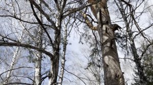 Весна в Сибири