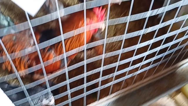 Новая закладка в инкубатор. Куры утки перепела цесарки.