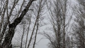 жр Южный, мичуринские, кп Ягодка - Кемерово