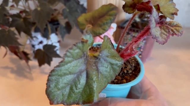 Весенний привет: мои бегонии к 8 Марта