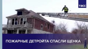 Пожарные Детройта спасли щенка