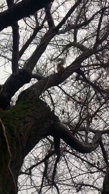 Как Белка радуется дождю #shorts #funny