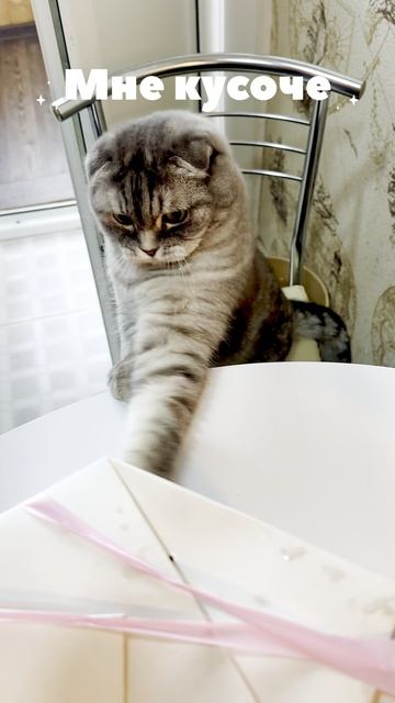 Кот Тимоша просит кусочек торта Белореченского.