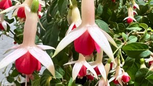 Обзор теплиц на 6 апреля 2026г