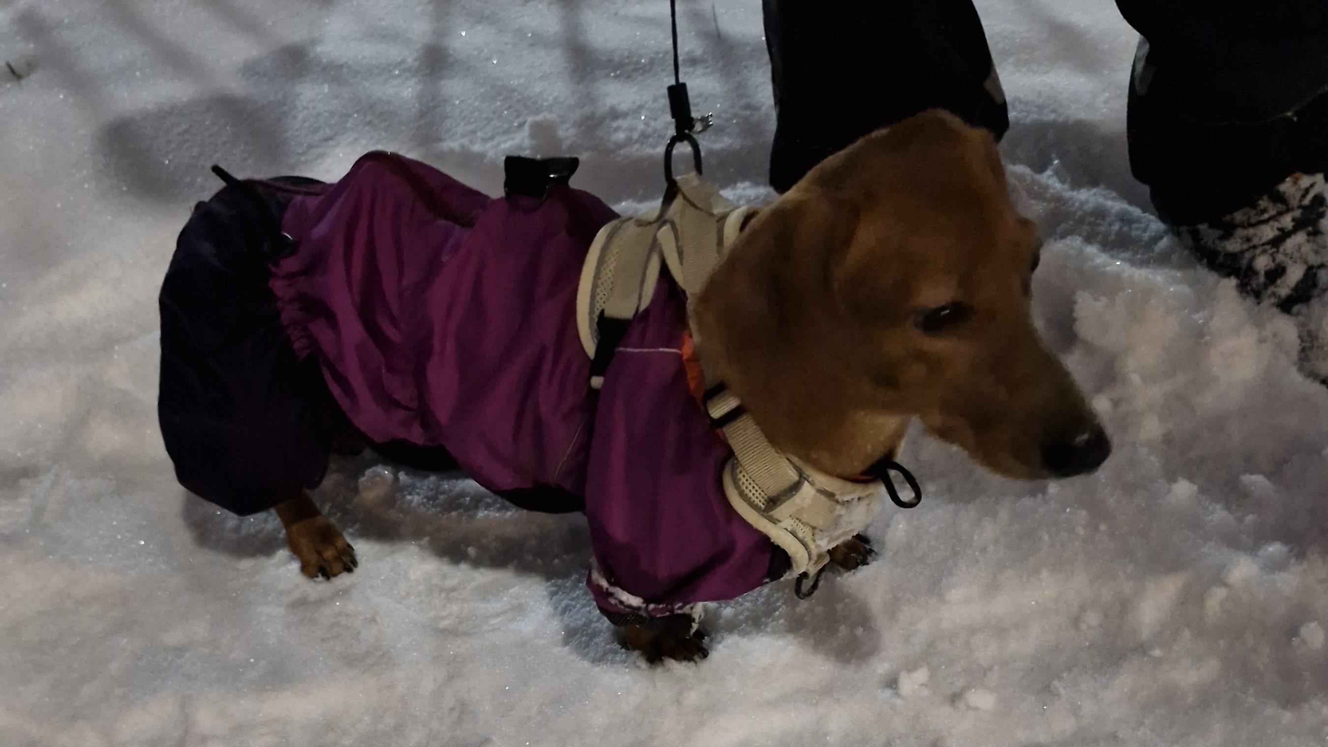 прогулка, у нас снег😁