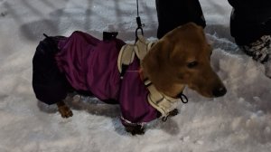 прогулка, у нас снег😁