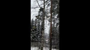 Нарушен главный закон природы, - апоптоз, запрограмированная гибель клетки. Опыты Виктора Петрика.